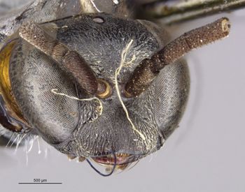 Media type: image;   Entomology 13678 Aspect: head frontal view